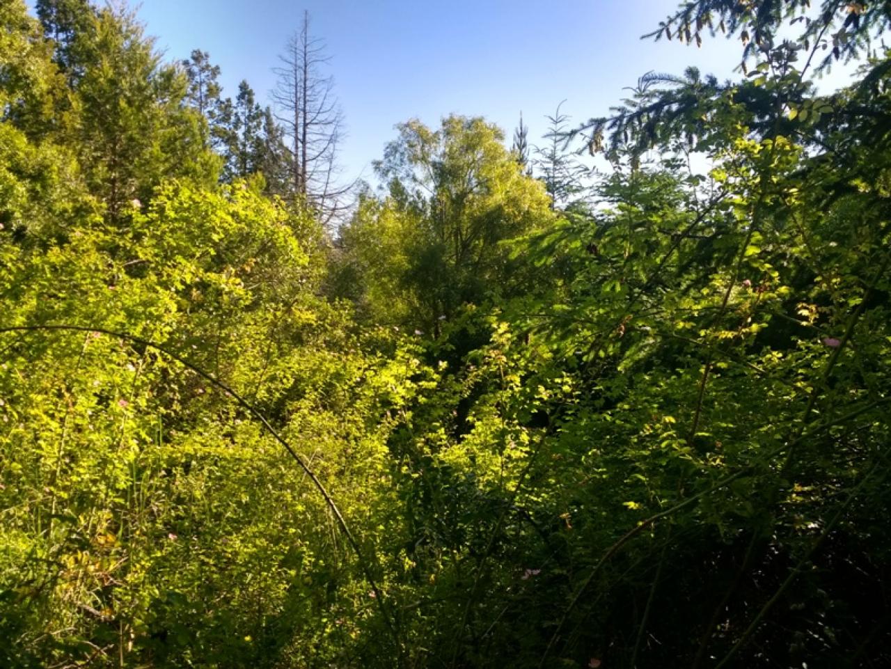 Terreno en El Bolsón - 80000