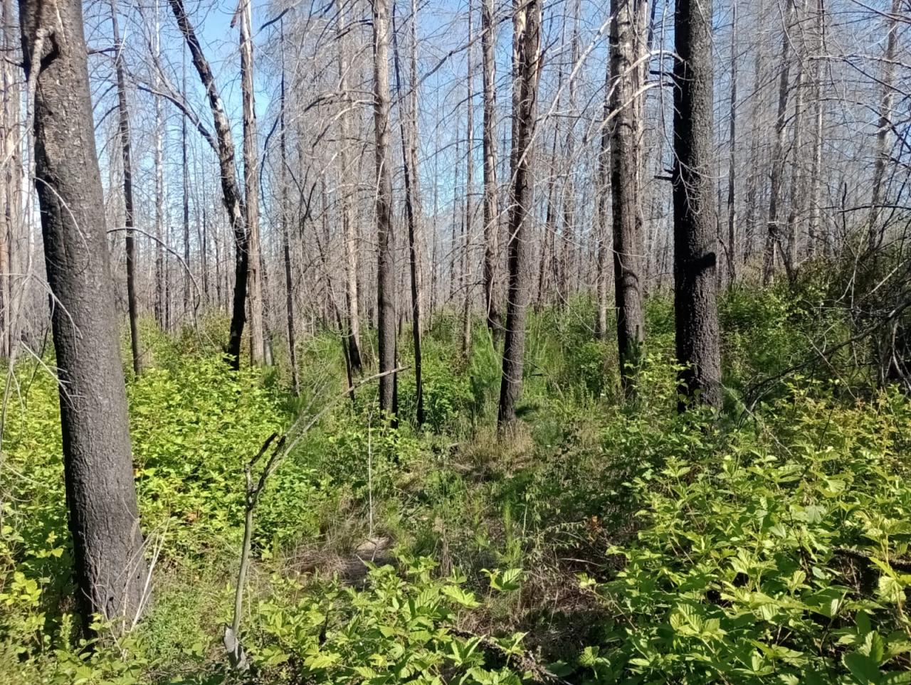 Terreno en Lago Puelo - 75000